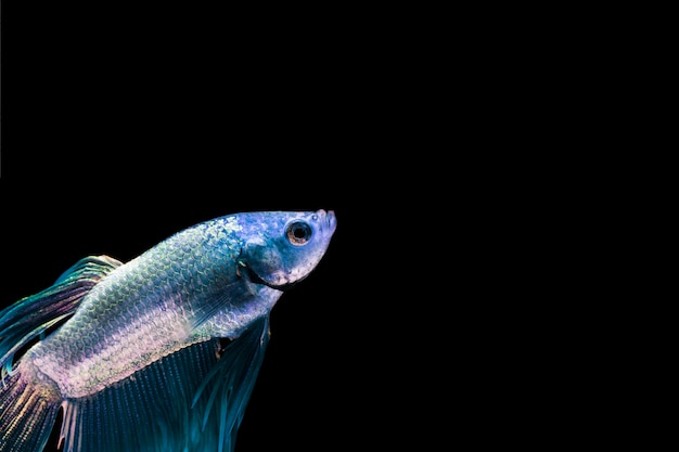 Foto gratuita pez betta azul con espacio de copia