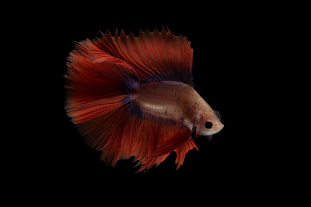 Pez betta rojo