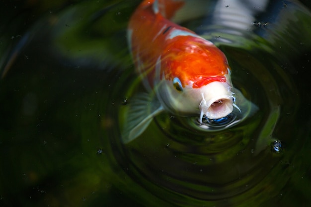 Pez koi en agua