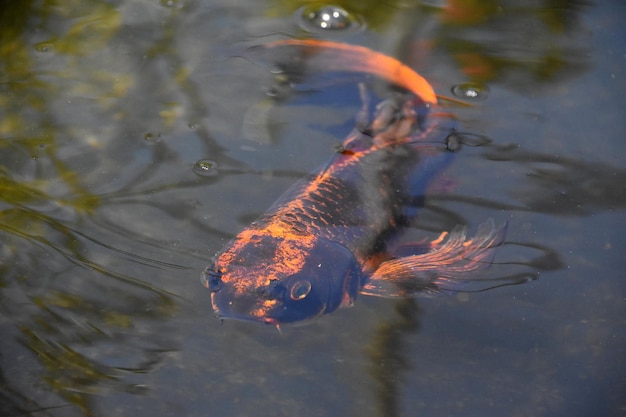 Pez koi naranja y negro nadando bajo el agua en un estanque zen
