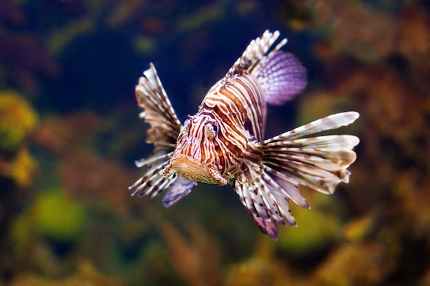 Pez león rojo en el agua