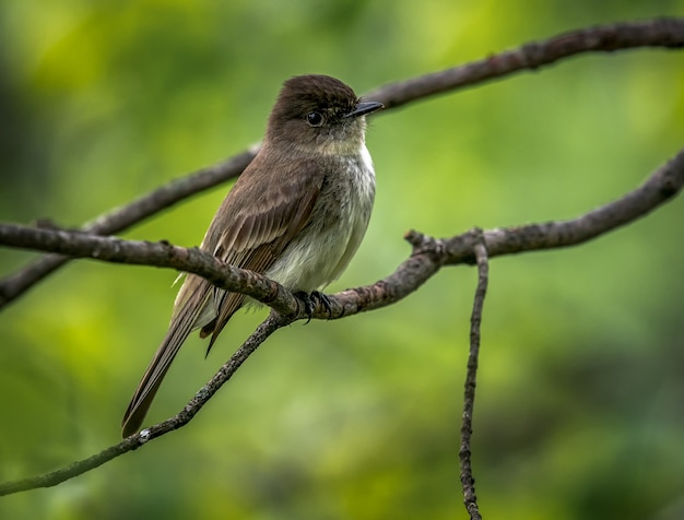 Foto gratuita phoebe oriental (sayornis phoebe)