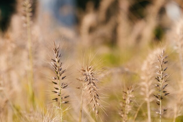 Phragmites agitando en la brisa