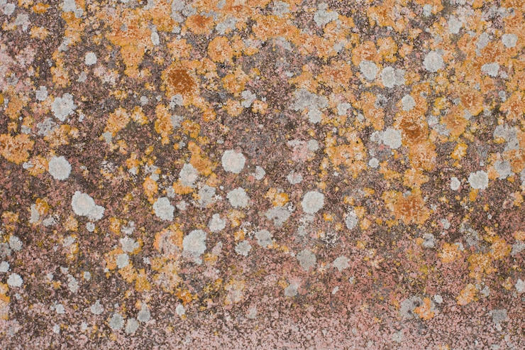 Foto gratuito piedra en manchas de líquenes