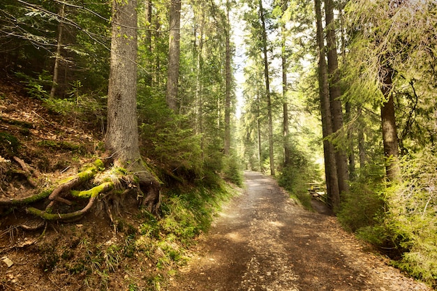 Pieza pacífica de la naturaleza a la luz del día