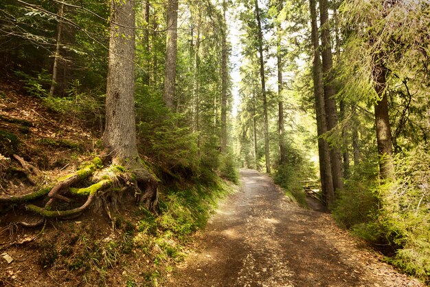 Pieza pacífica de la naturaleza a la luz del día