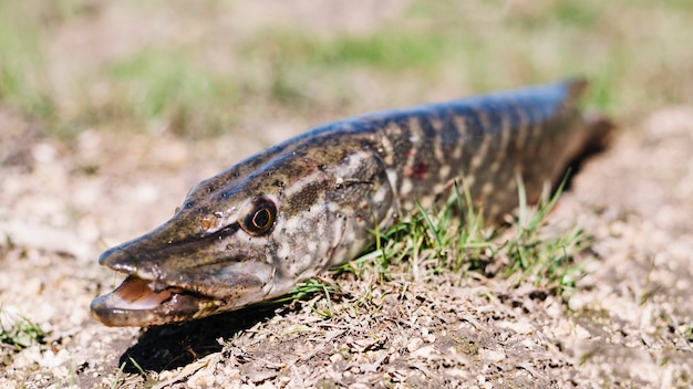 Pike muerto en el suelo