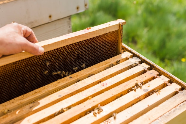 Pila de panales de abeja de granja