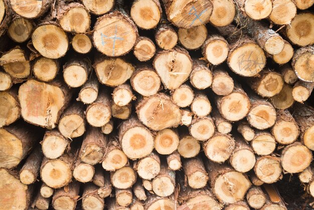 Pila de troncos de madera