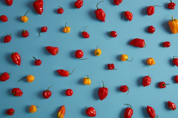 El pimiento rojo y amarillo dulce pertenece a la familia de las solanáceas sobre fondo azul. Ingredientes listos para ser secados o en polvo. Bajo en calorías y con mucha vitamina C. Adición a una dieta saludable