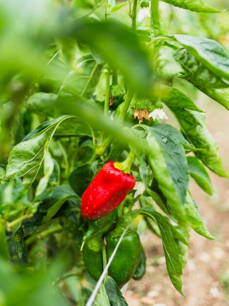 Pimiento rojo