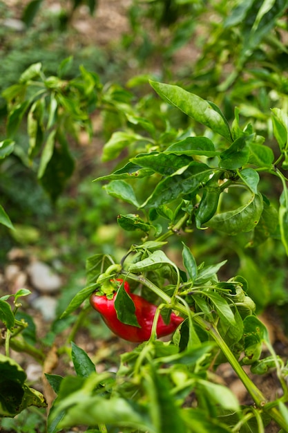 Pimiento rojo