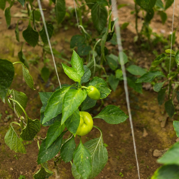 Pimiento verde