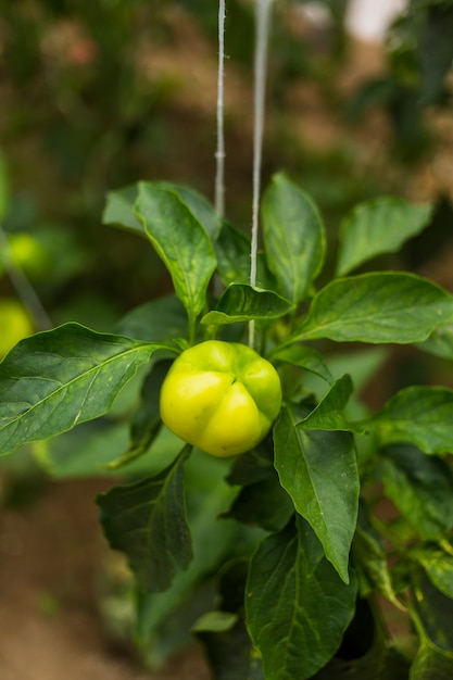 Foto gratuita pimiento verde