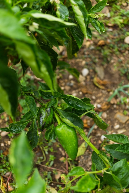 Pimiento verde