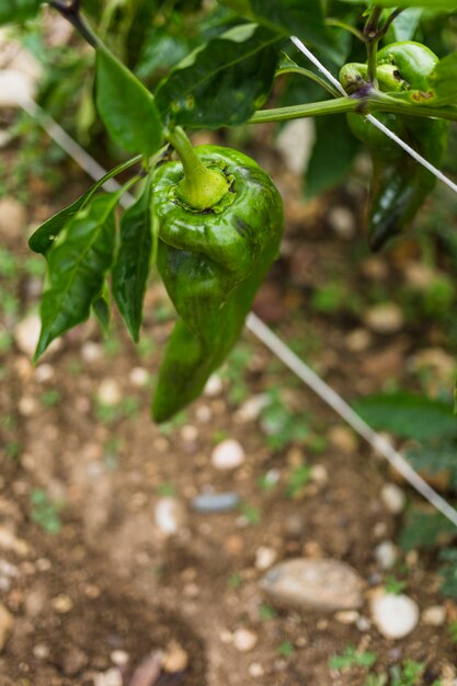 Pimiento verde