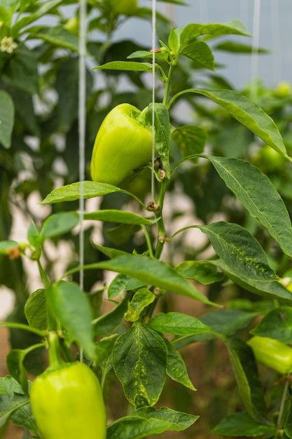 Pimientos verdes