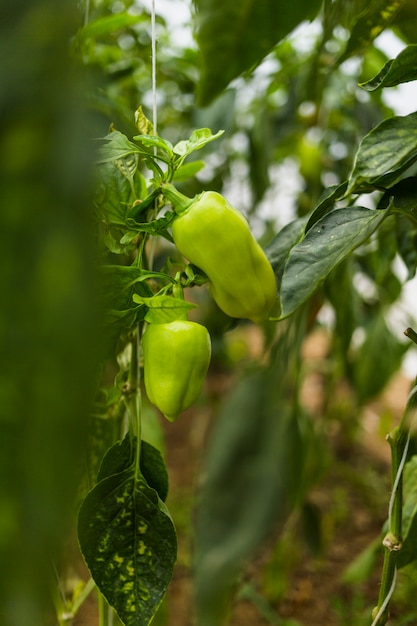 Pimientos verdes