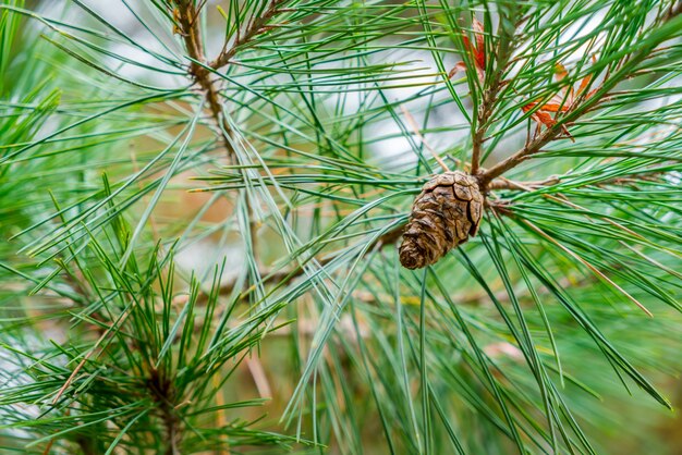 Pine Cone (imagen filtrada procesada efecto de la vendimia.)