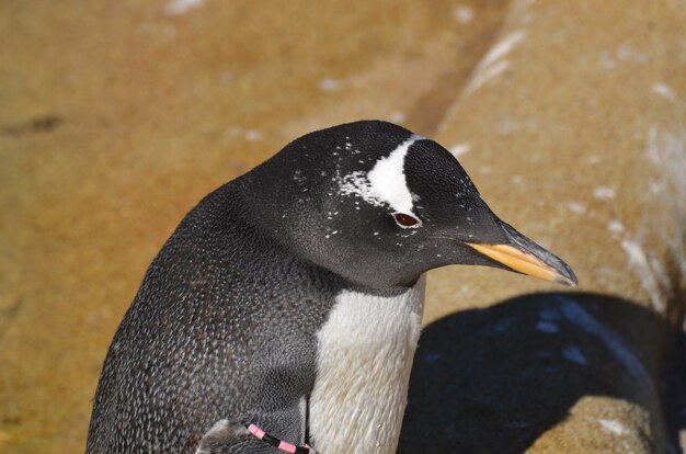 Pingüino Gentoo de pie sobre una pila de rocas.