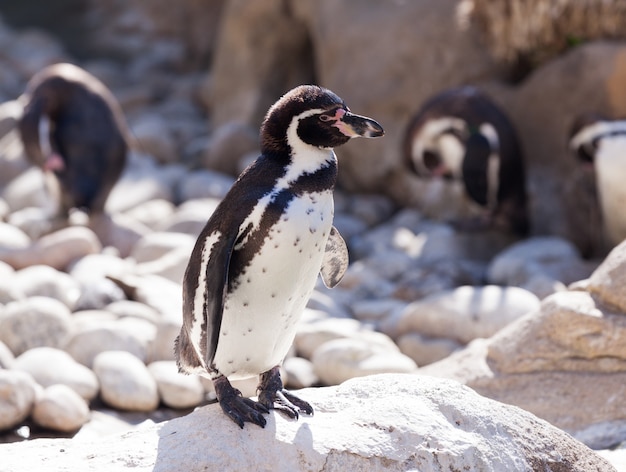 Foto gratuita pingüino de humboldt de pie sobre piedras