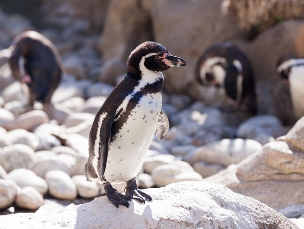 Pingüino de Humboldt de pie sobre piedras