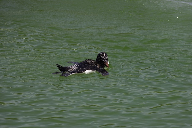 Un pingüino nadando en una piscina.