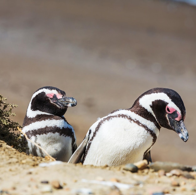 Foto gratuita pingüino