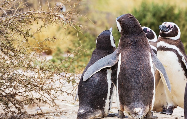 Foto gratuita pingüino