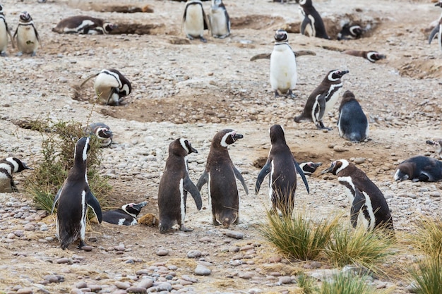 Foto gratuita pingüino