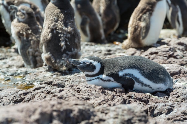 Foto gratuita pingüino