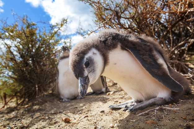 Foto gratuita pingüino