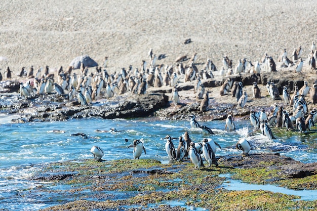 Foto gratuita pingüino