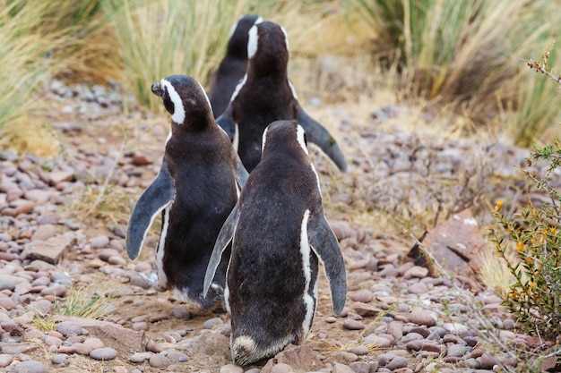 Foto gratuita pingüino