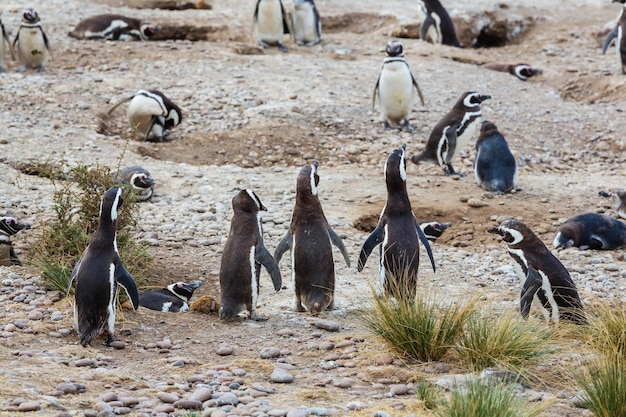 Foto gratuita pingüino