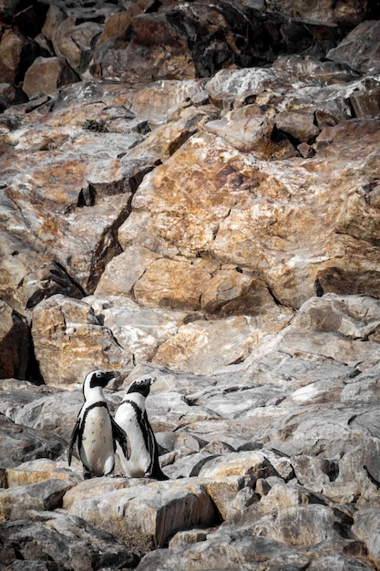 Foto gratuita pingüinos africanos en una zona pedregosa en sudáfrica