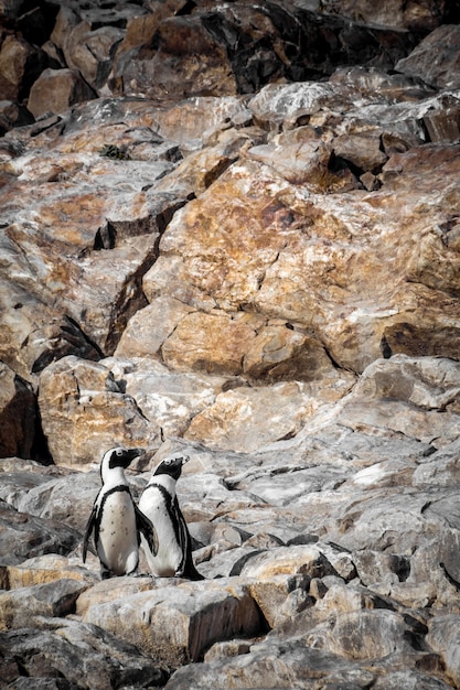 Pingüinos africanos en una zona pedregosa en Sudáfrica