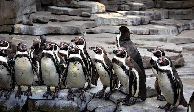 Foto gratuita pingüinos tropicales en la playa cerca de la piscina pingüinos en el zoológico