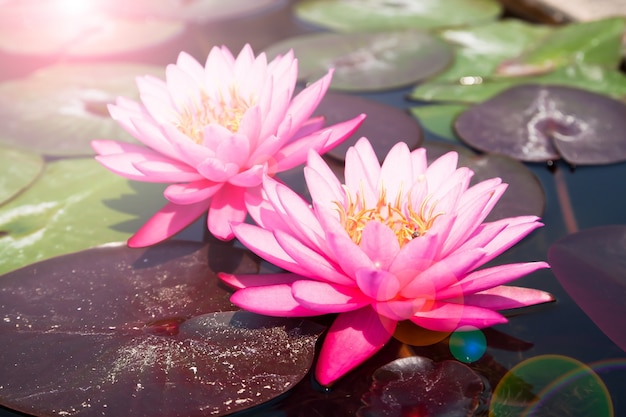 Pink loto, hermoso waterlily con la luz del sol y la llamarada