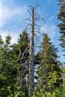 Foto gratuita pino seco en un bosque