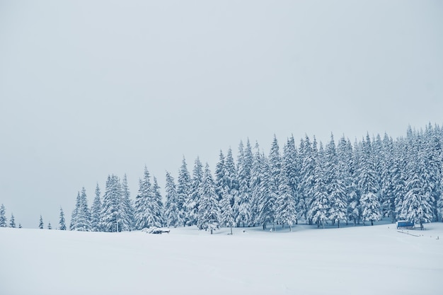 Pinos cubiertos de nieve en la montaña Chomiak Hermosos paisajes invernales de las montañas de los Cárpatos Ucrania Majestuosa naturaleza helada