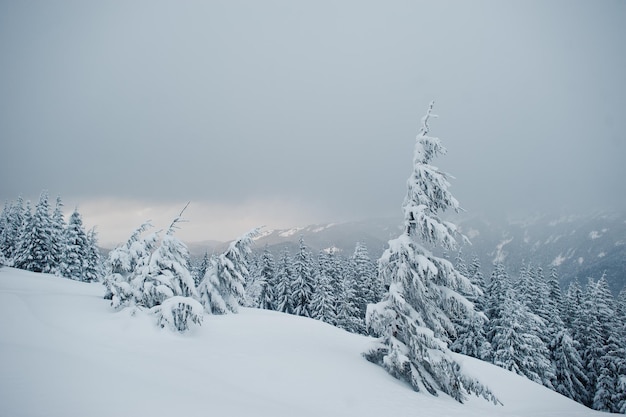Pinos cubiertos de nieve en la montaña Chomiak Hermosos paisajes invernales de las montañas de los Cárpatos Ucrania Majestuosa naturaleza helada