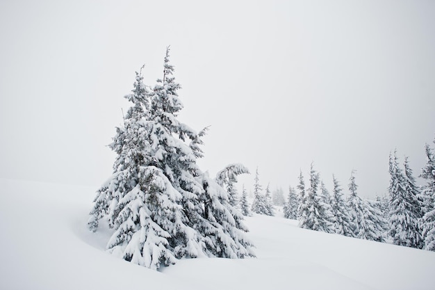 Pinos cubiertos de nieve en la montaña Chomiak Hermosos paisajes invernales de las montañas de los Cárpatos Ucrania Naturaleza helada