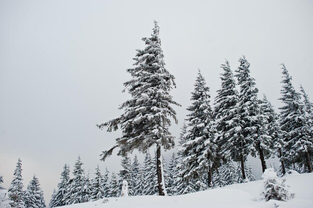 Pinos cubiertos de nieve en la montaña Chomiak Hermosos paisajes invernales de las montañas de los Cárpatos Ucrania Naturaleza helada