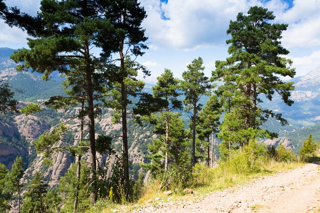 pinos en las montañas contra vista