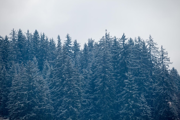 Pinos en las montañas en invierno. foto exterior