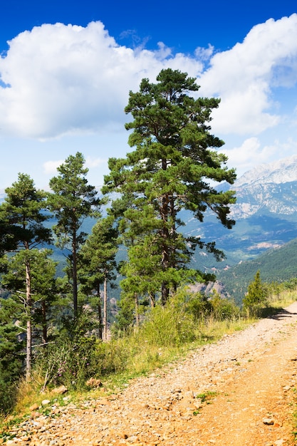 pinos en las montañas