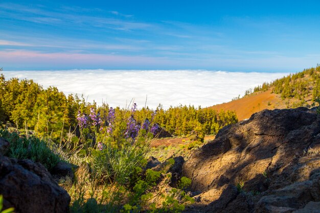 Pinos y plantas canarias, pinus canariensis en el Parque Natural Corona Forestal