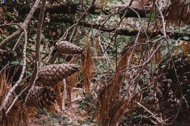 Pinos y ramas en bosque