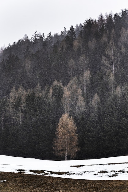 Pinos rodeados de nieve